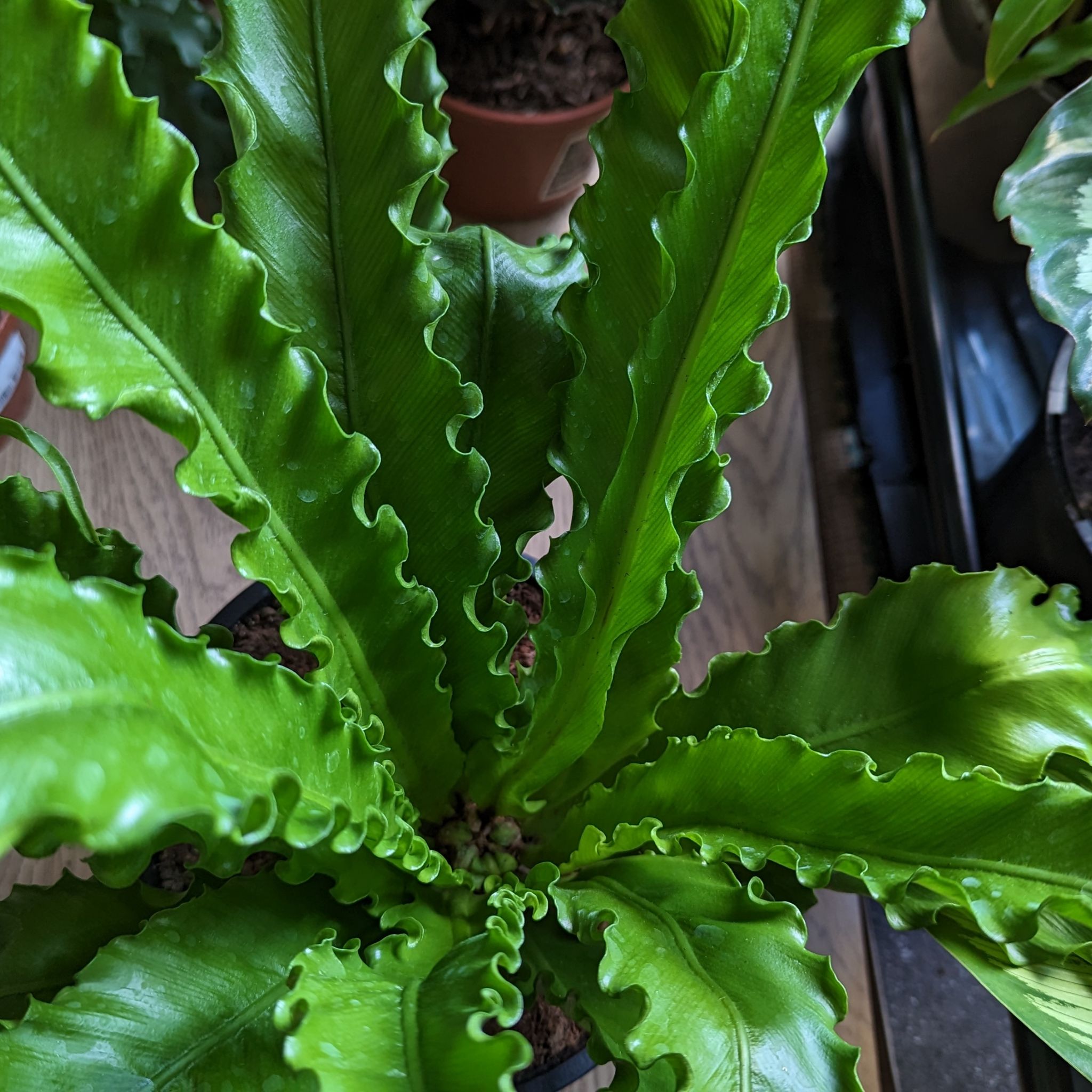 Photo of the plant species Osaka Fern by @LuxuryMint named Fern Asplenium antiquum Osaka Crocus on Greg, the plant care app