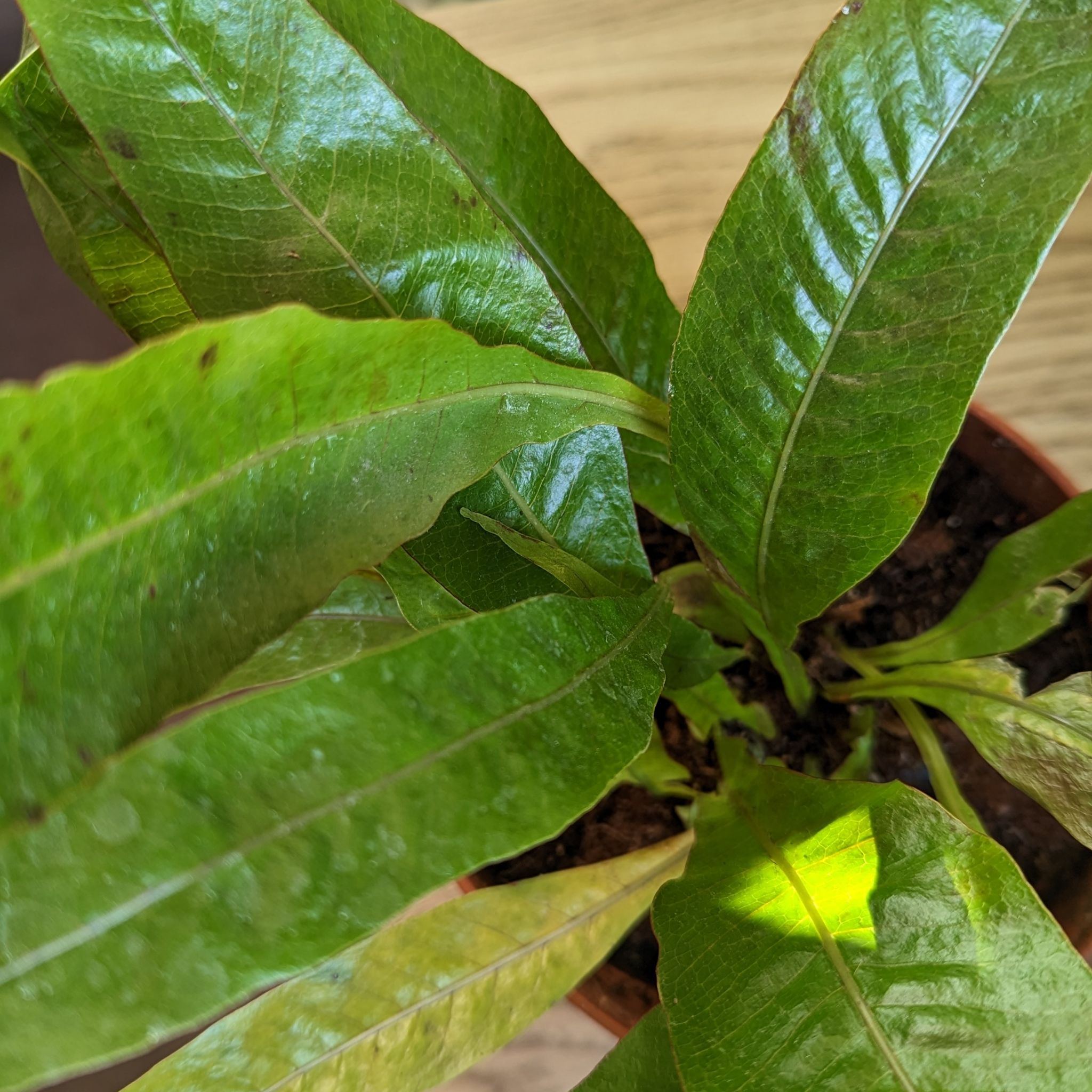 Photo of the plant species Santa Rosa Fern by @LuxuryMint named Fern Aglaomorpha coronans Crocus on Greg, the plant care app