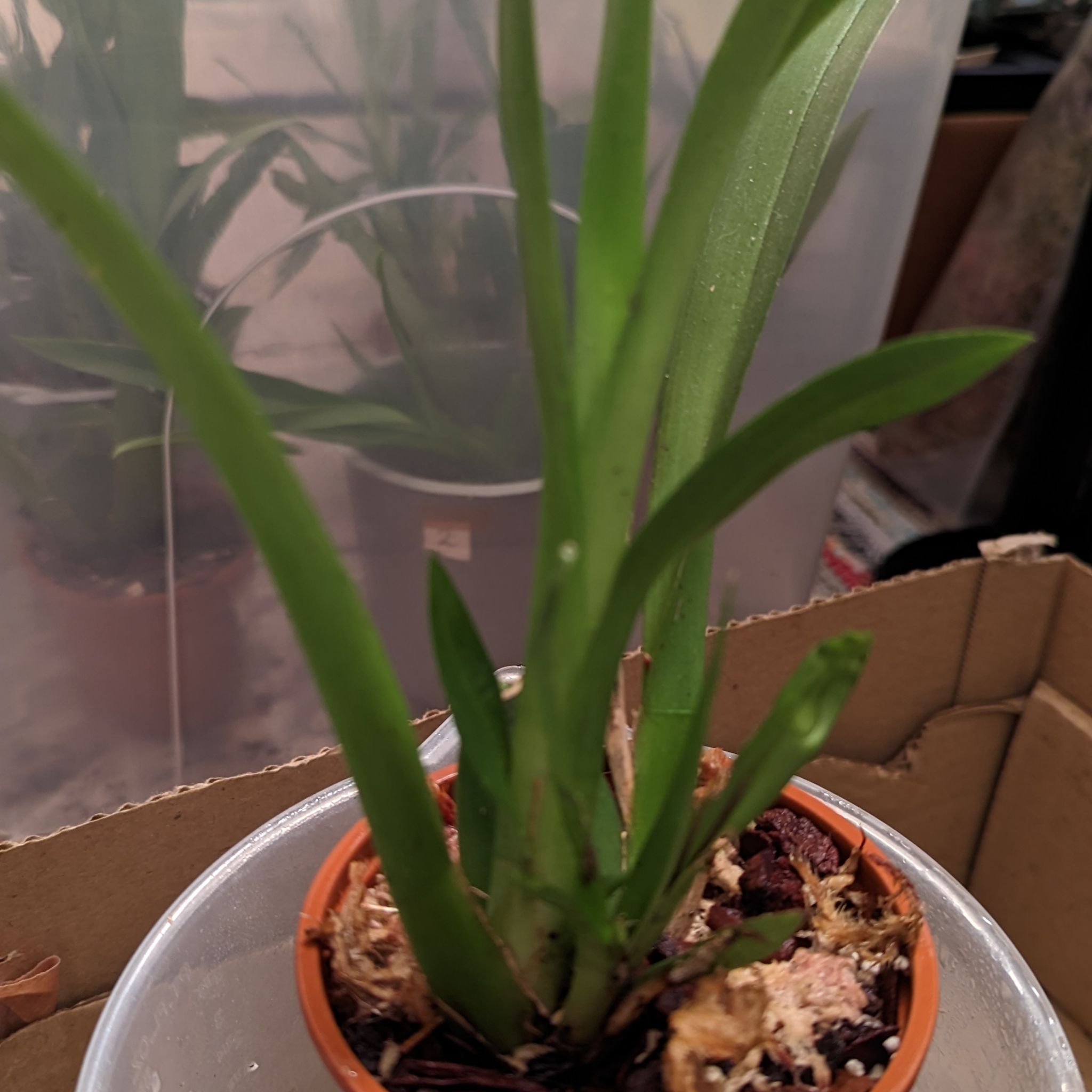 Photo of the plant species Burrageara 'Nelly Isler' by @LuxuryMint named Orchid Nelly Isler 09 Tesco 2020 R on Greg, the plant care app