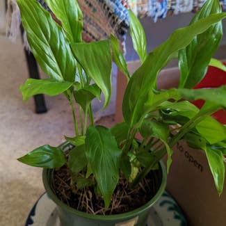 Peace Lily plant in London, England