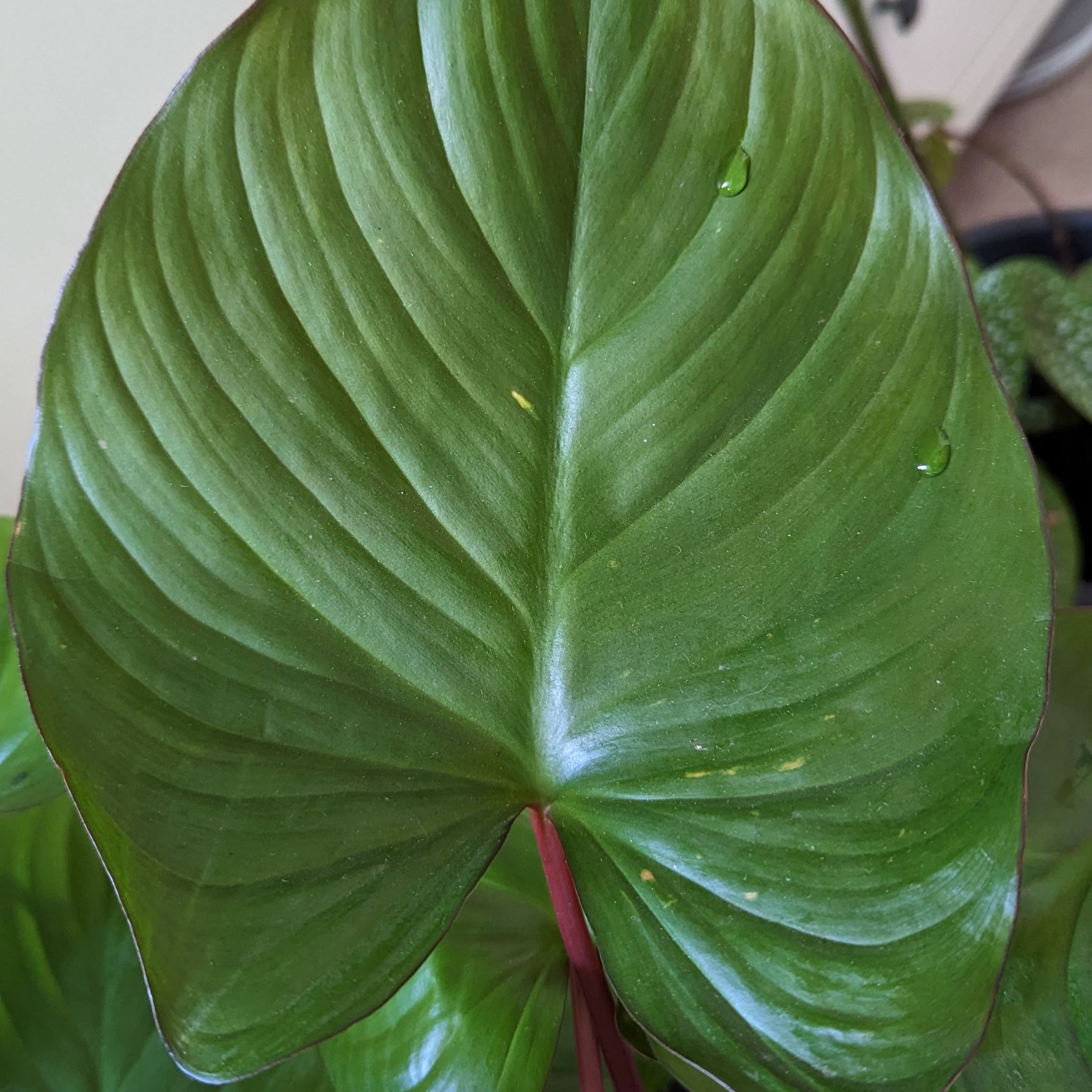 Close-up of a healthy green leaf of Homalomena Maggy with water droplets.