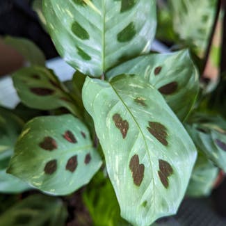 Variegated Prayer Plant plant in London, England