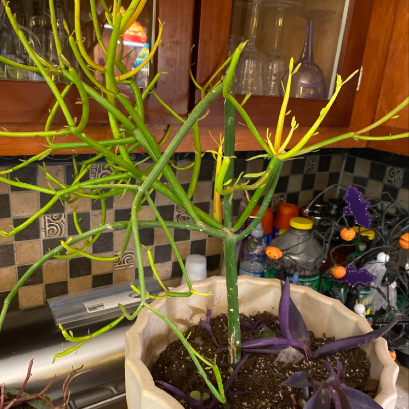 Pencil Cactus (Euphorbia tirucalli) in a pot with visible soil and some yellowing at the tips.