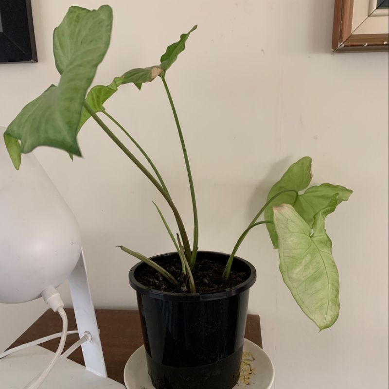 Photo of the plant species Green Arrow-Arum by @WhiteybirdtheRooster named Arrow head cutting on Greg, the plant care app