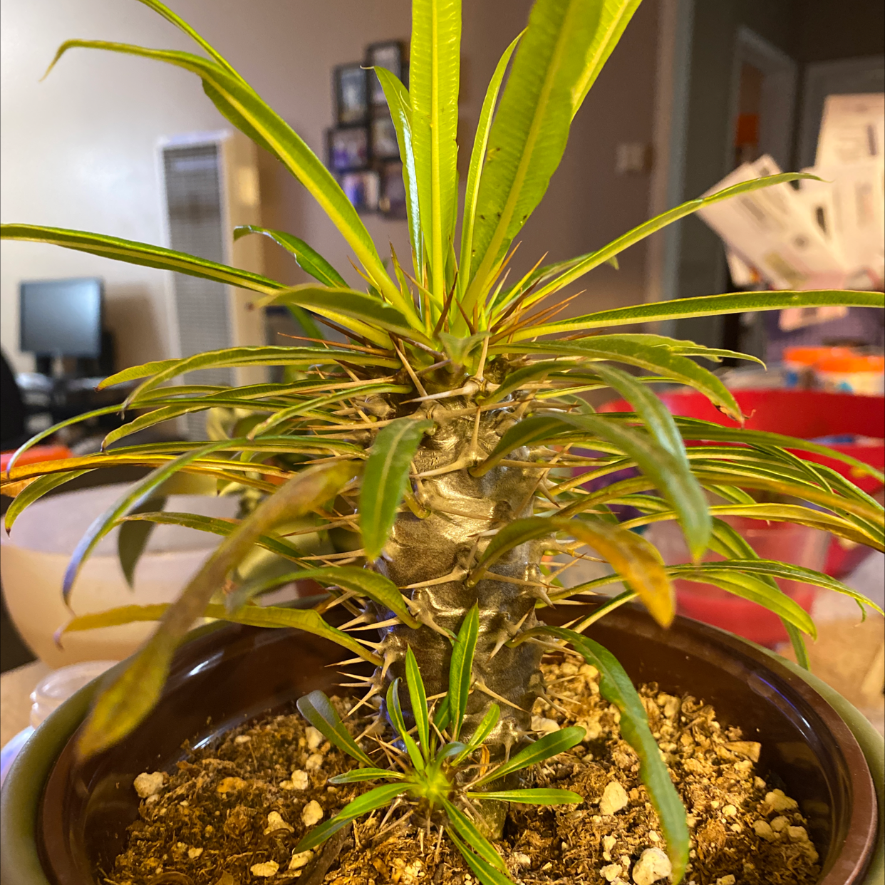 Madagascar Palm (Pachypodium lamerei) in a pot with visible yellowing and browning leaves.