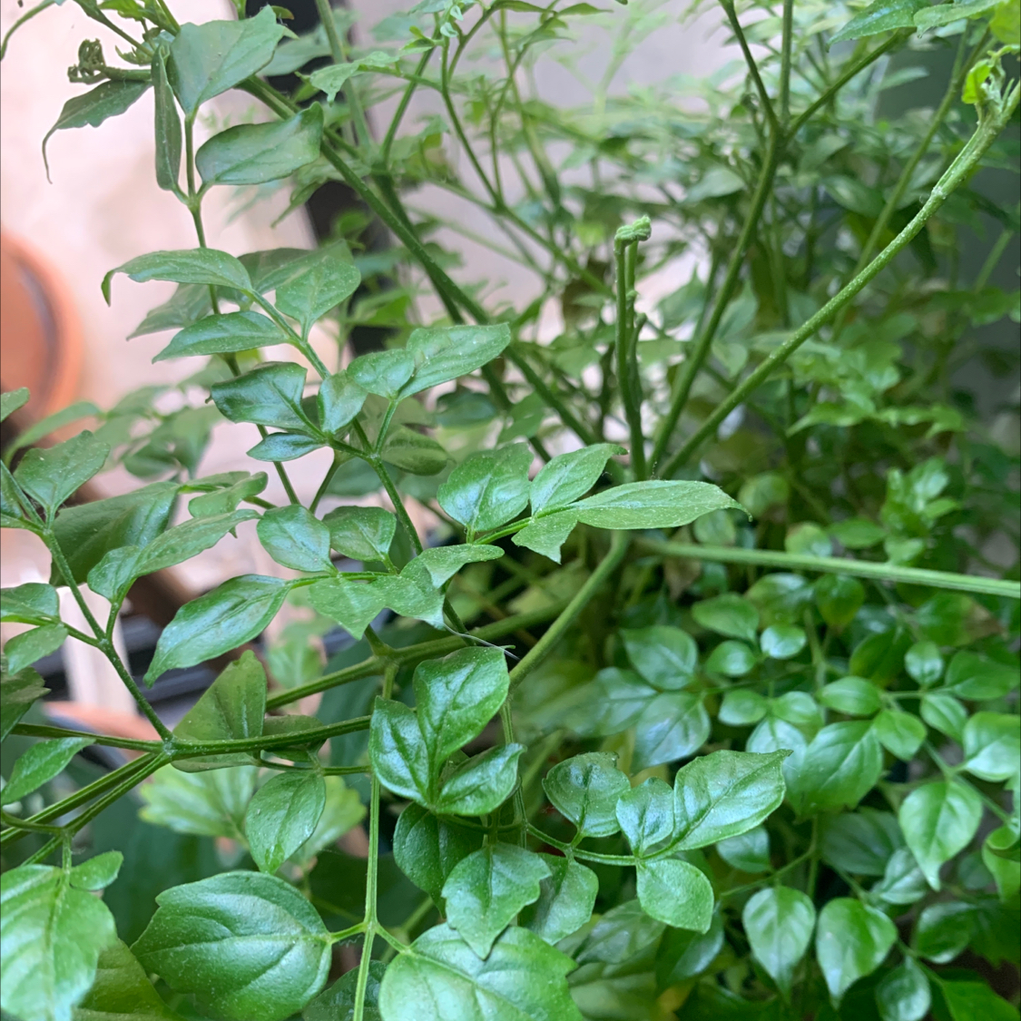 Healthy, lush China Doll plant with vibrant green pinnately compound leaves and oval leaflets, well-framed and in focus.