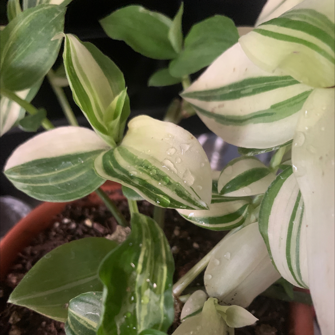 Healthy small-leaf spiderwort plant with vibrant green and white striped leaves, potted in soil.
