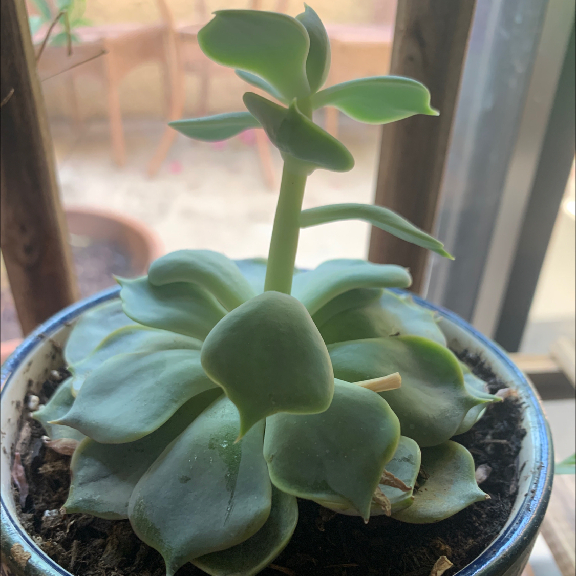 Echeveria Gibbiflora succulent plant in a pot with visible soil, healthy green leaves.