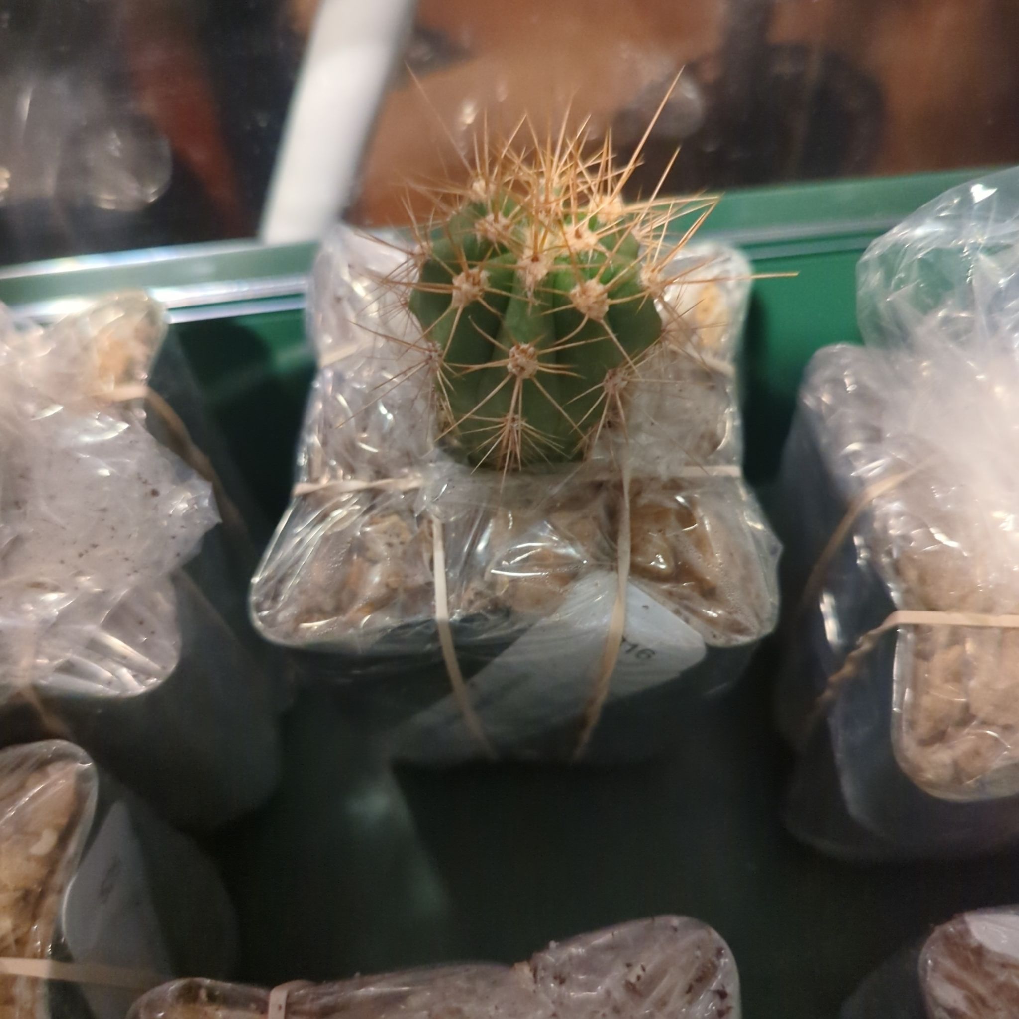 Photo of the plant species Argentine Saguaro by @AceChamomile named Echinopsis Terscheckii on Greg, the plant care app