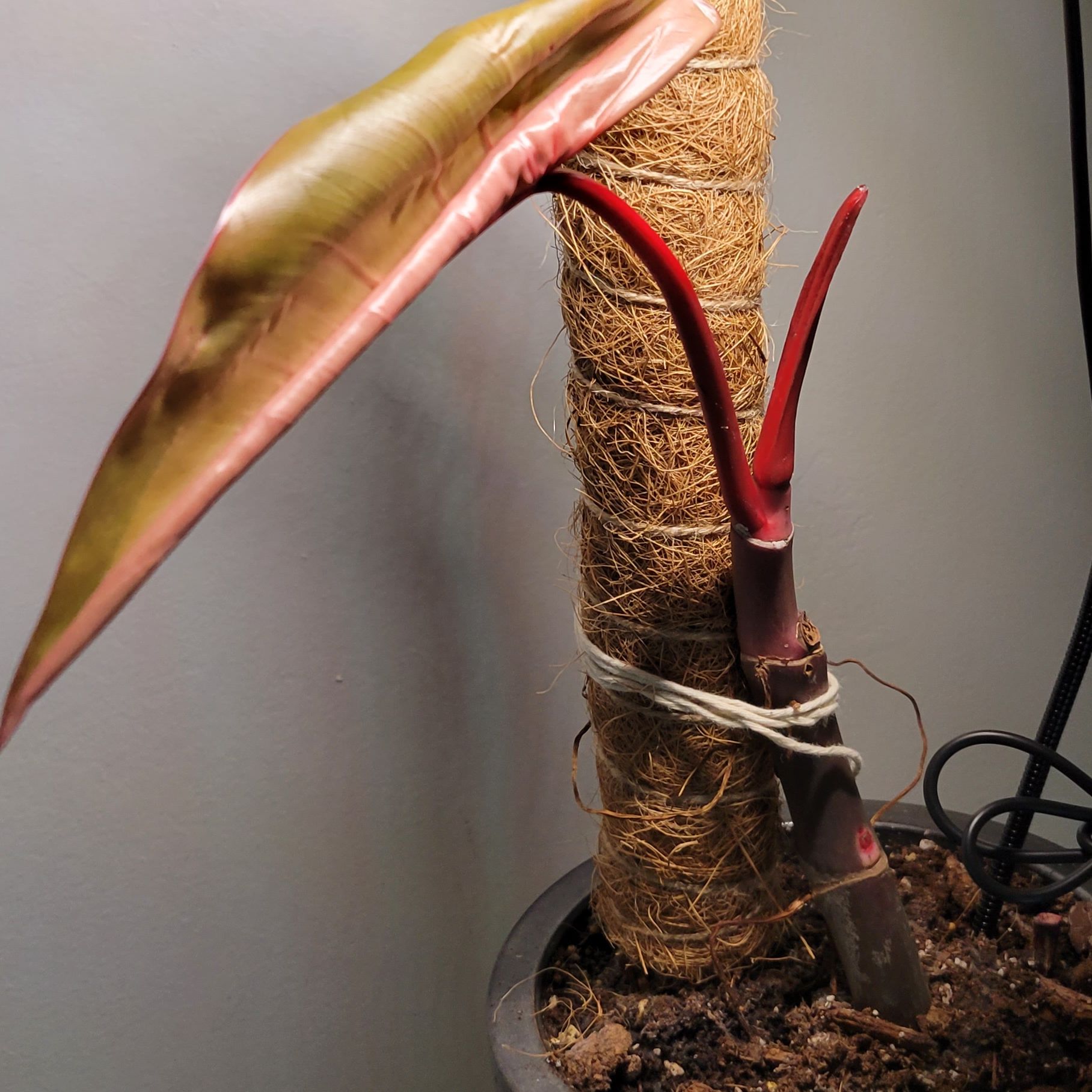 Red Emerald Philodendron plant with support structure, healthy leaves, and visible soil.