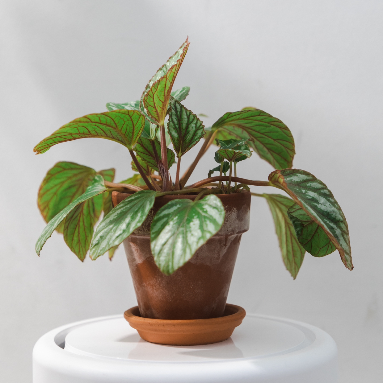 Tuberous Begonia plant in a terracotta pot with healthy green leaves.