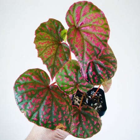 Photo of the plant species Begonia roseopunctata by @cjred named Rose on Greg, the plant care app