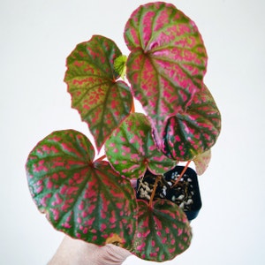 Begonia roseopunctata plant photo by @cjred named Rose on Greg, the plant care app.