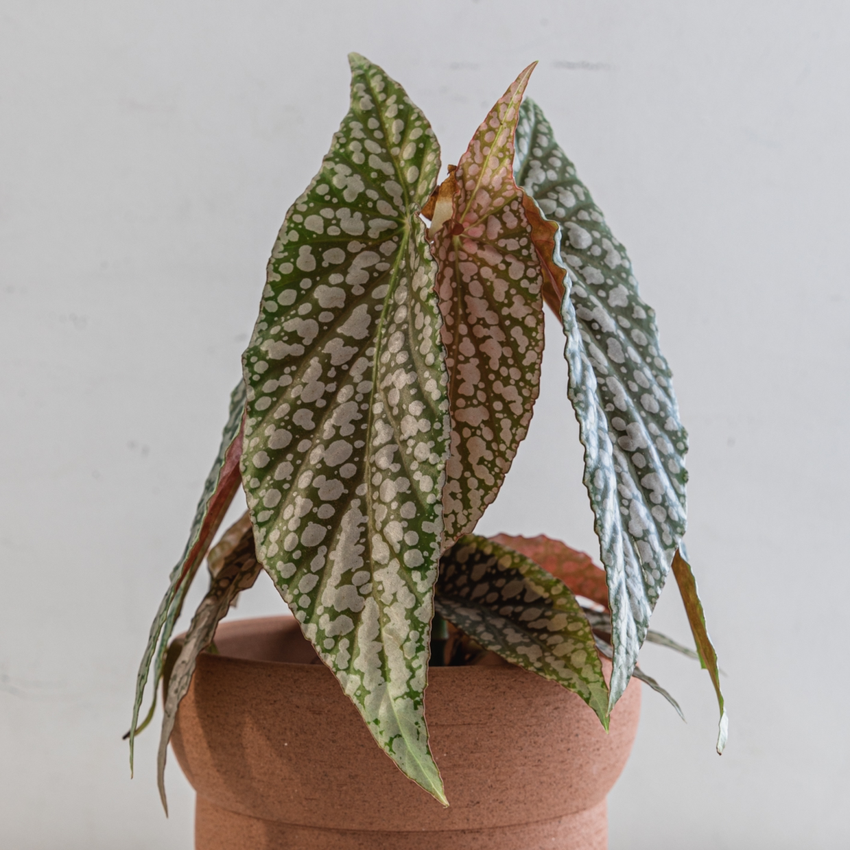 Photo of the plant species Polka dot begonia by @cjred named Ice on Greg, the plant care app