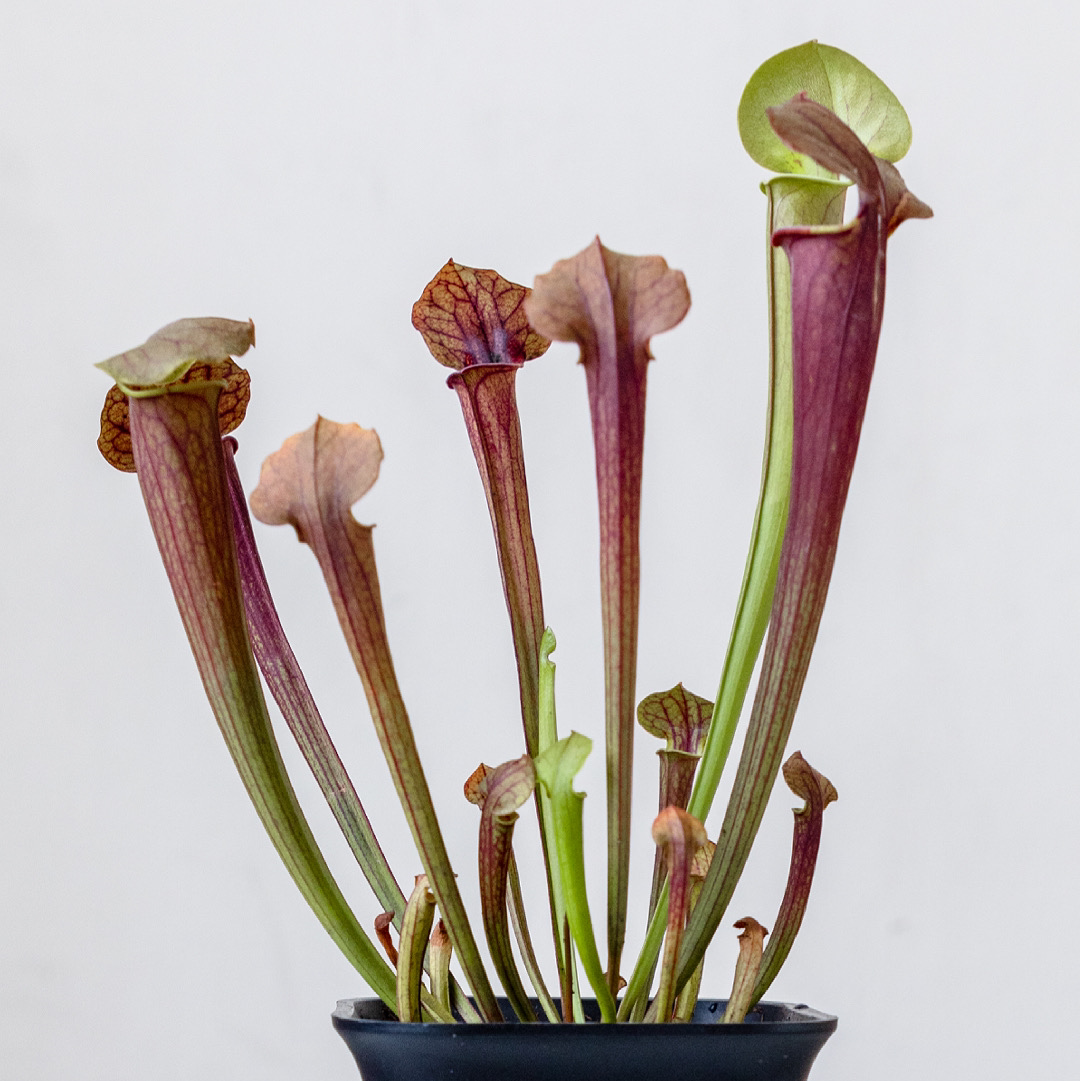Yellow Pitcher Plant plant photo by @cjred named Pitchy on Greg, the plant care app.