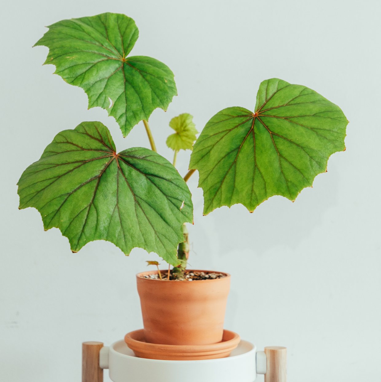 Photo of the plant species White Begonia by @cjred named Pope on Greg, the plant care app