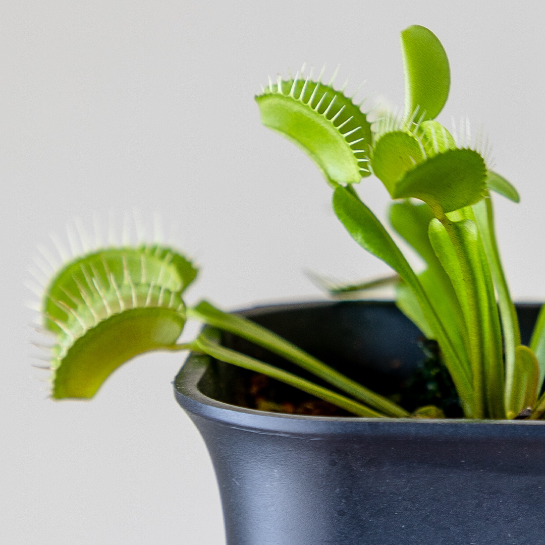 Red Piranha plant photo by @cjred named Trappy on Greg, the plant care app.