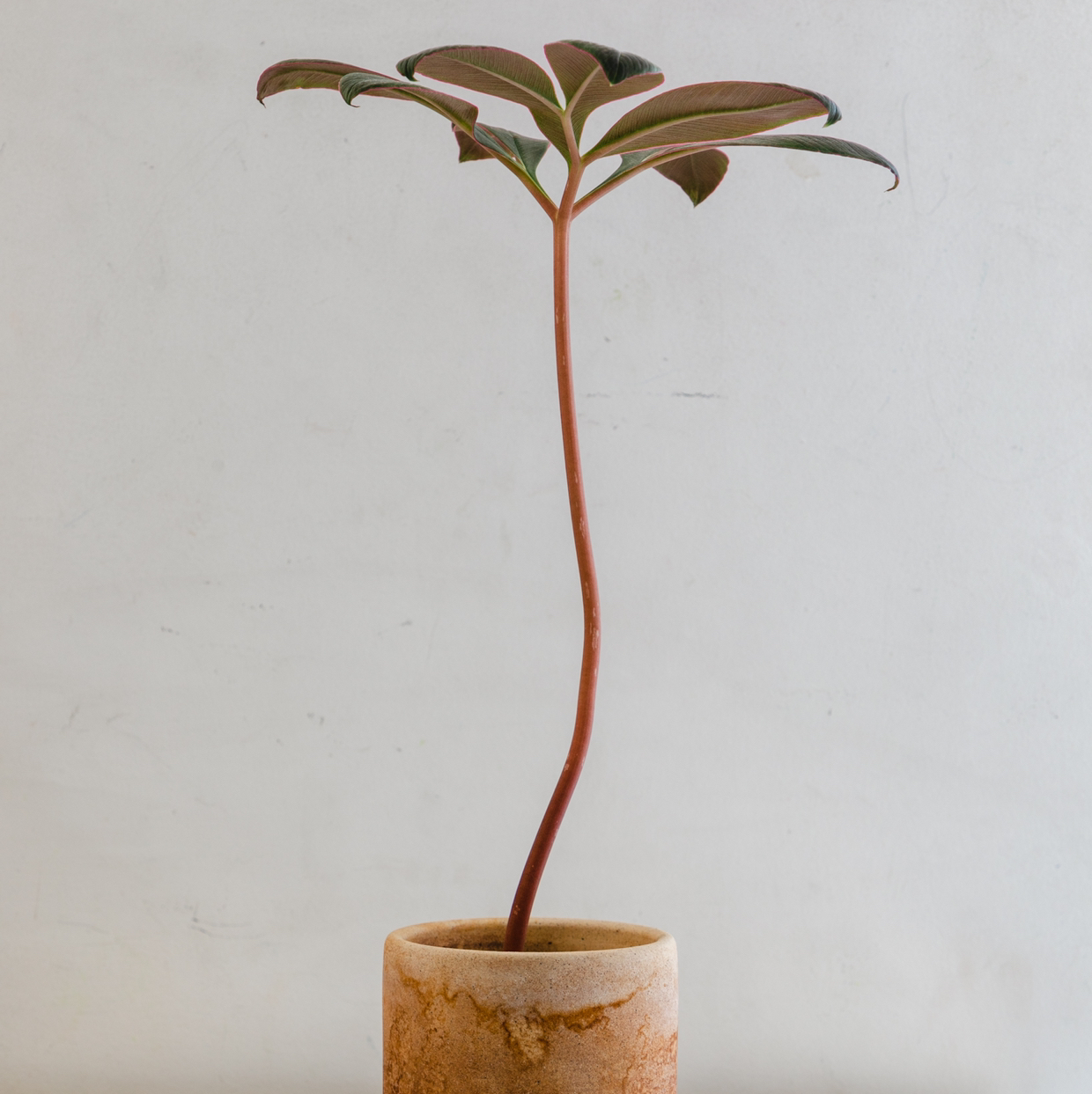 Photo of the plant species Voodoo Lily by @cjred named Voodoo on Greg, the plant care app