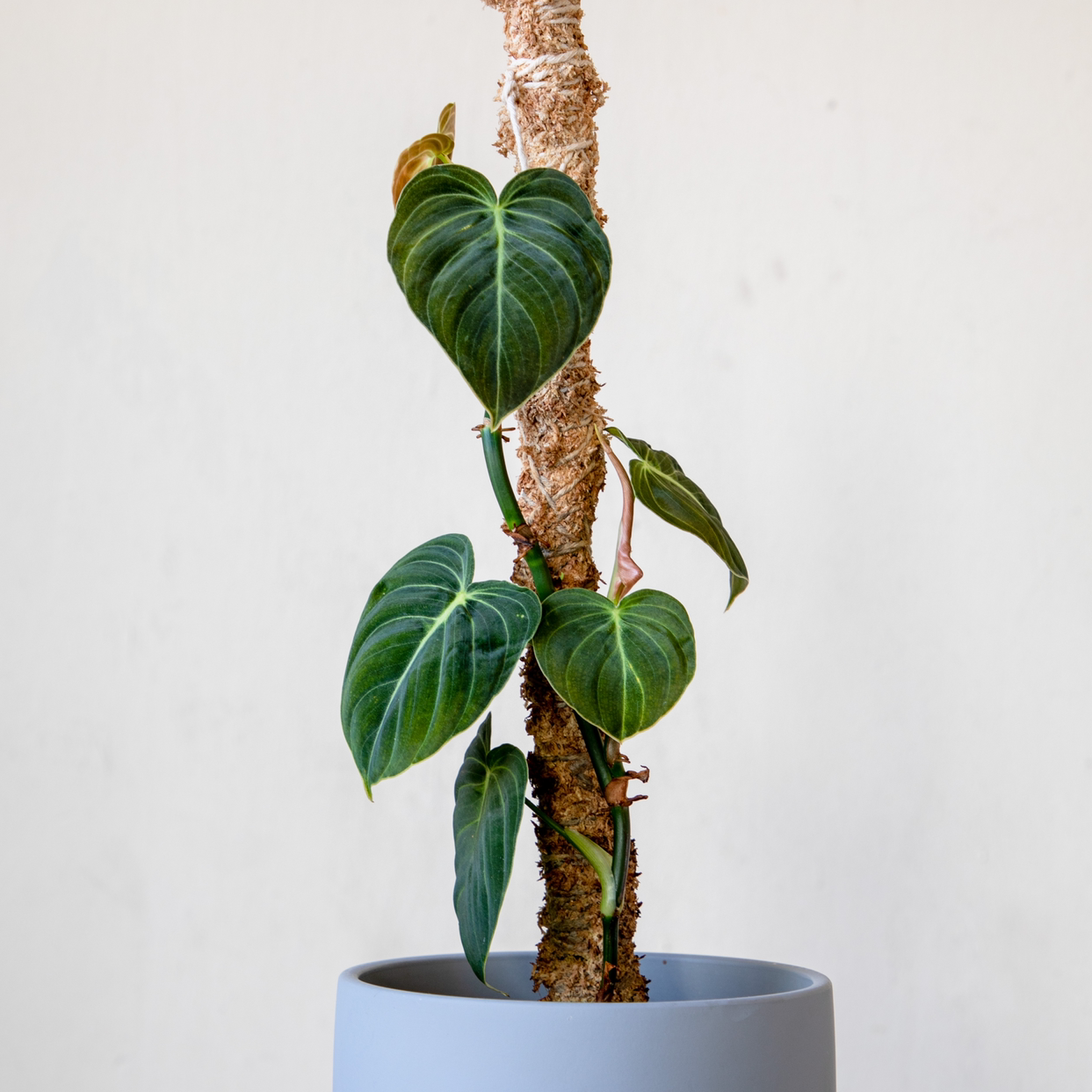 Photo of the plant species Philodendron Melanochrysum by @cjred named Milan on Greg, the plant care app