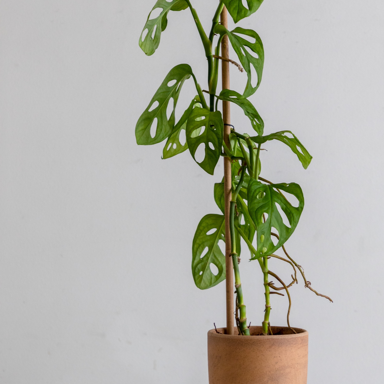 Swiss Cheese Vine plant photo by @cjred named Adansonii on Greg, the plant care app.