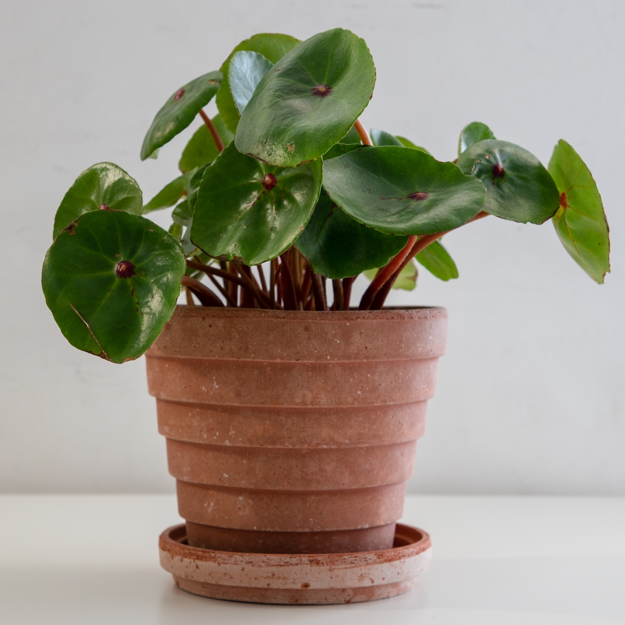 Personalized Red Ruby Begonia Care Water Light Nutrients Greg App