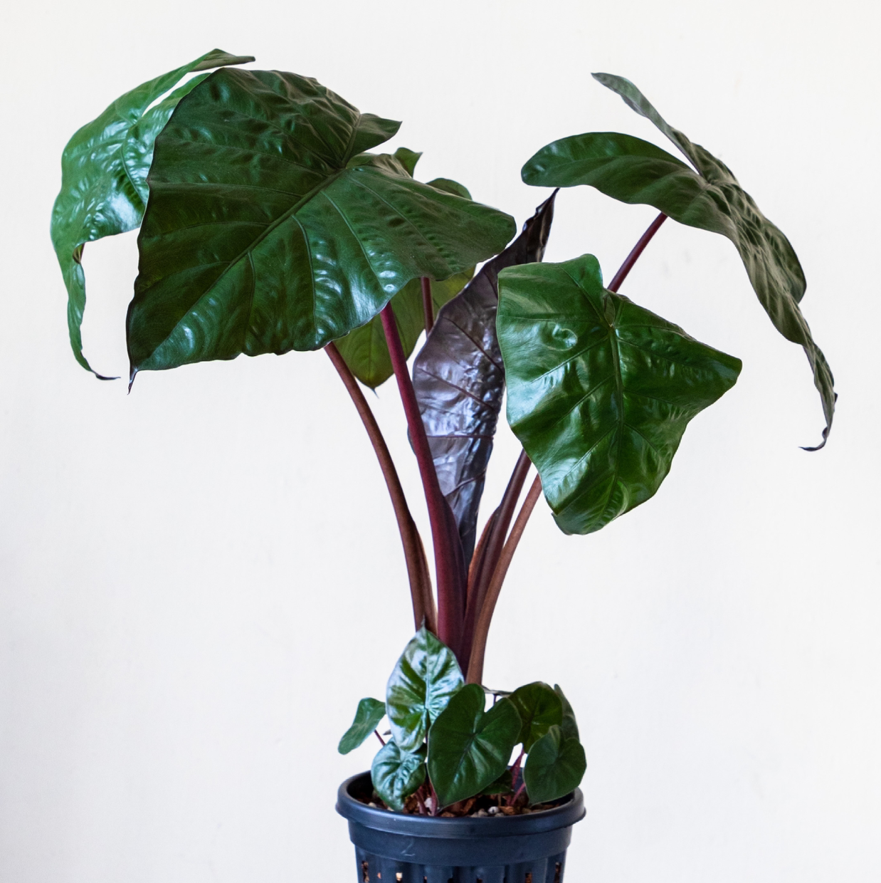 Photo of the plant species Yucatan Princess by @cjred named Princess on Greg, the plant care app