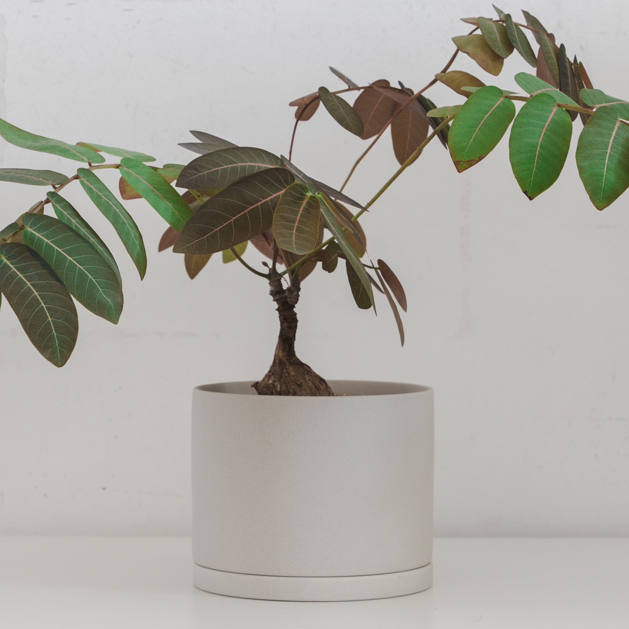 Potted Phyllanthus mirabilis plant with broad green leaves and a thick woody stem.