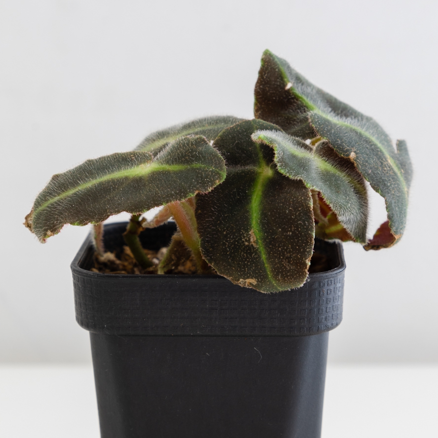 Striped Begonia plant photo by @cjred named Listy on Greg, the plant care app.