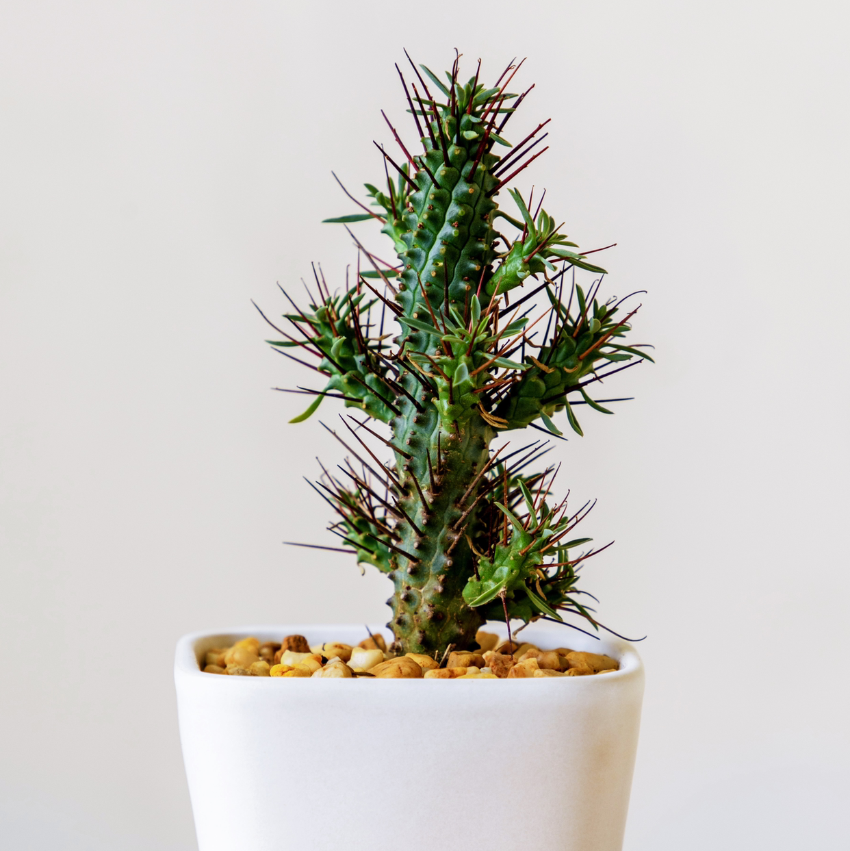 Photo of the plant species Euphorbia 'Harinezumi' by @cjred named Armadilly on Greg, the plant care app