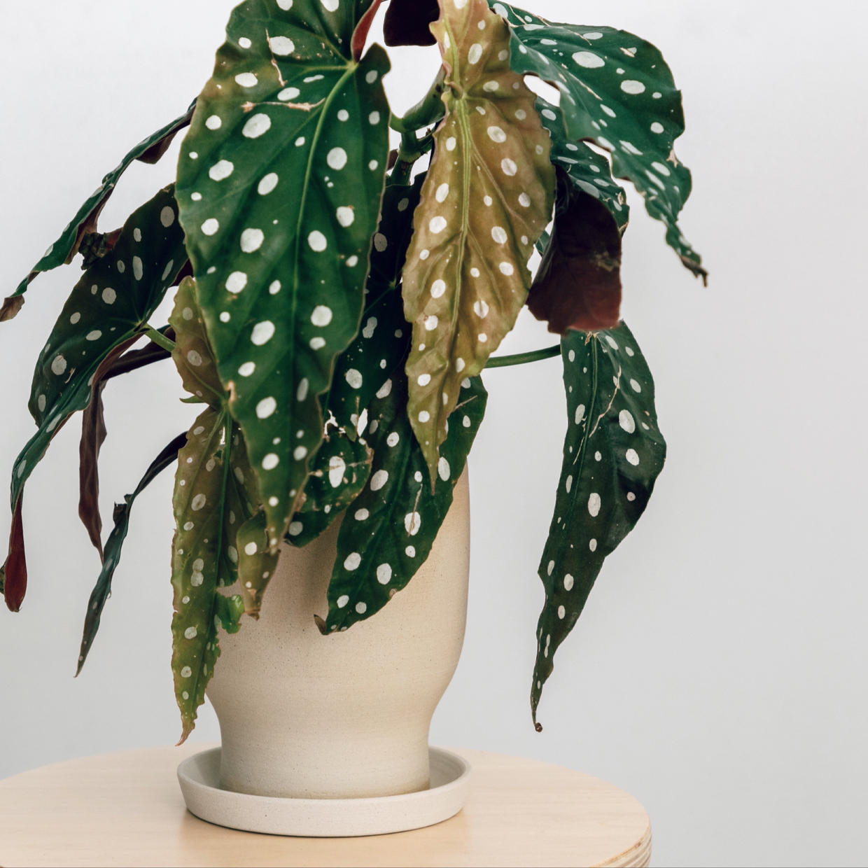 Photo of the plant species Polka Dot Begonia by @cjred named Angel on Greg, the plant care app