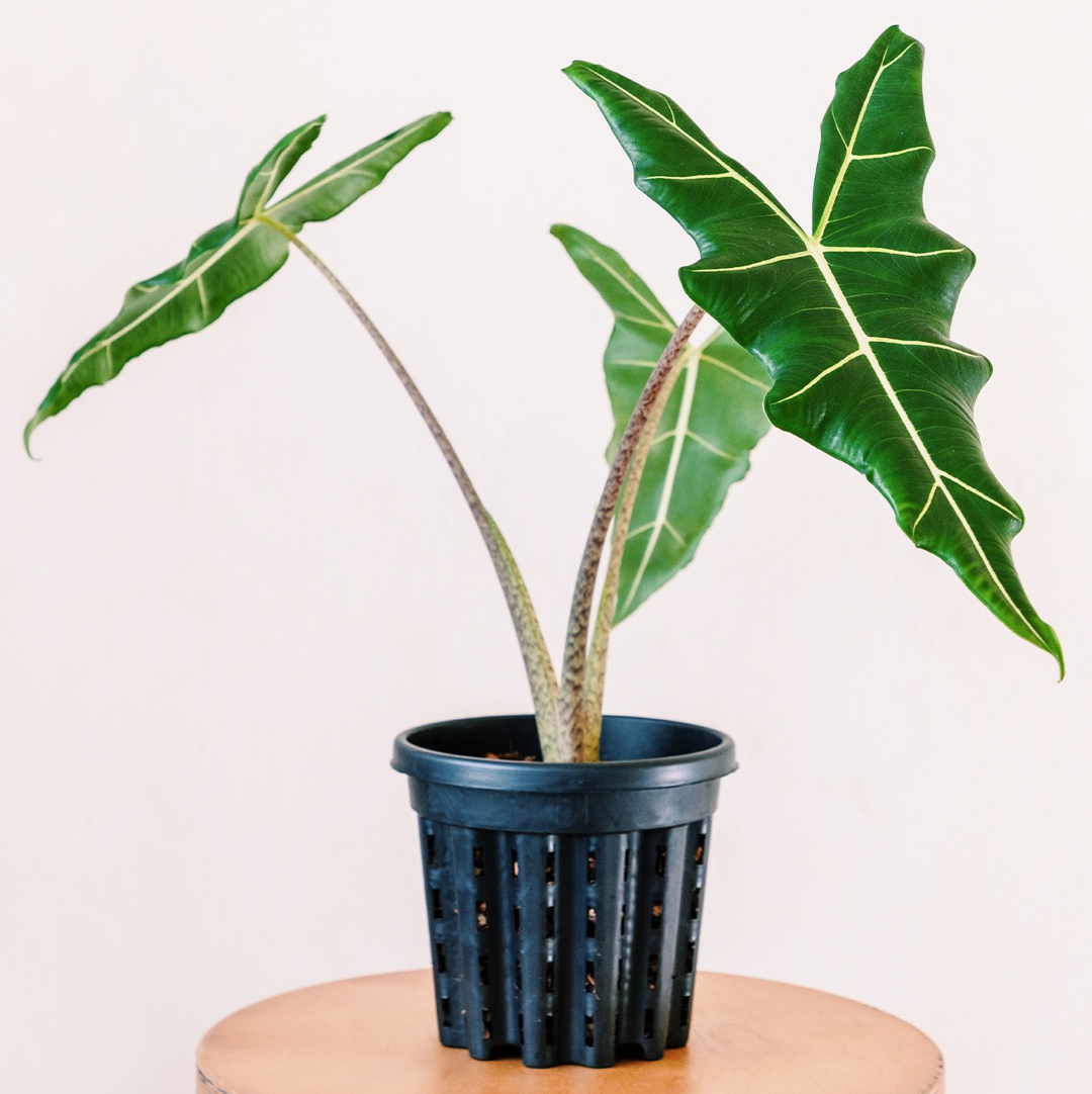 Photo of the plant species Alocasia 'Sarian' by @cjred named Sarianhead on Greg, the plant care app