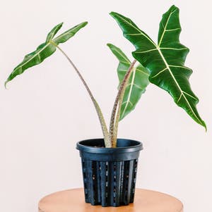 Alocasia 'Sarian' plant photo by @cjred named Sarianhead on Greg, the plant care app.