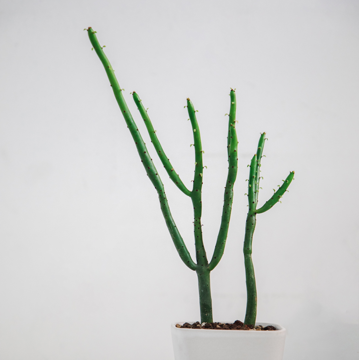 Photo of the plant species Pencil Cactus by @cjred named Penny on Greg, the plant care app
