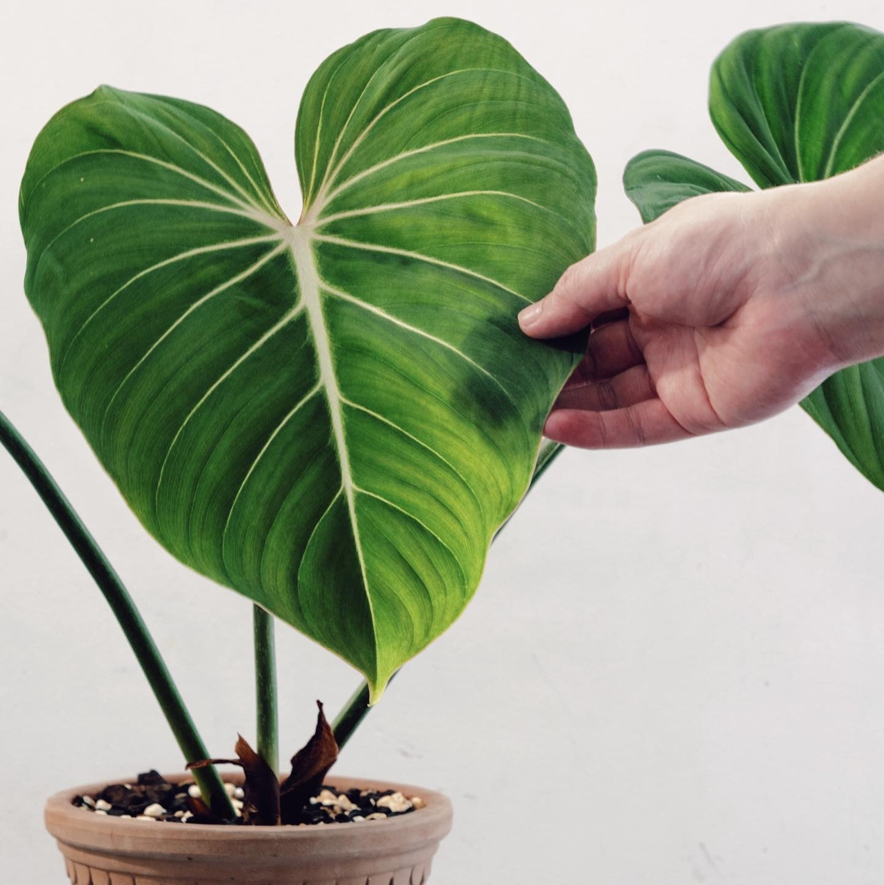 Philodendron gloriosum plant with large, heart-shaped leaves. A hand is holding one leaf with a dark spot.