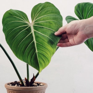 Philodendron gloriosum plant photo by @cjred named Glory on Greg, the plant care app.