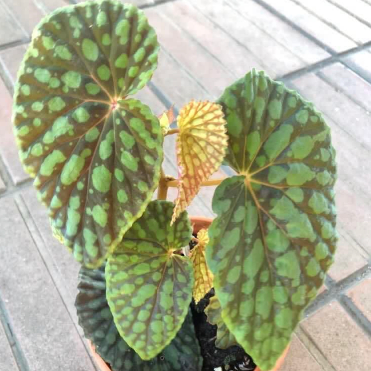 Personalized Begonia Chlorosticta Care Water Light Nutrients Greg App