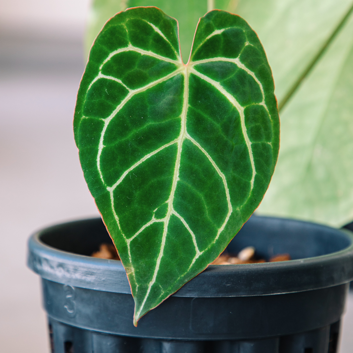 A healthy Crystal Anthurium leaf with prominent white veins in a pot.