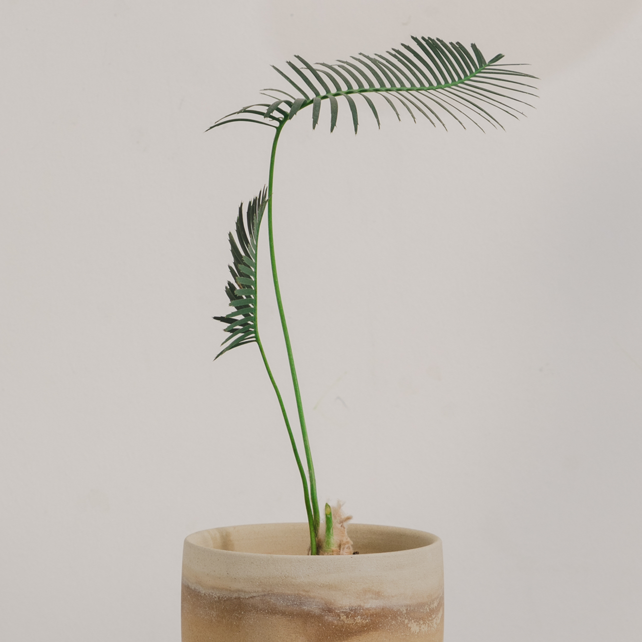 Photo of the plant species Dioon edule by @cjred named Dino Plant on Greg, the plant care app