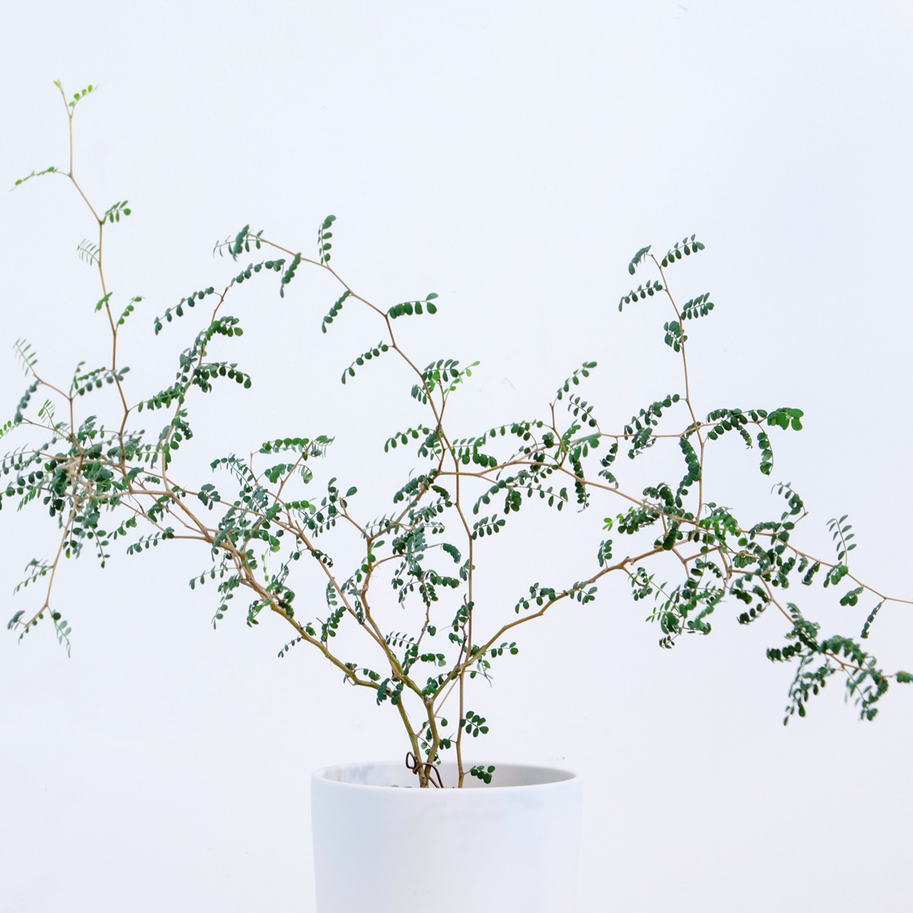 Kowhai plant in a white pot with healthy green leaves against a plain background.