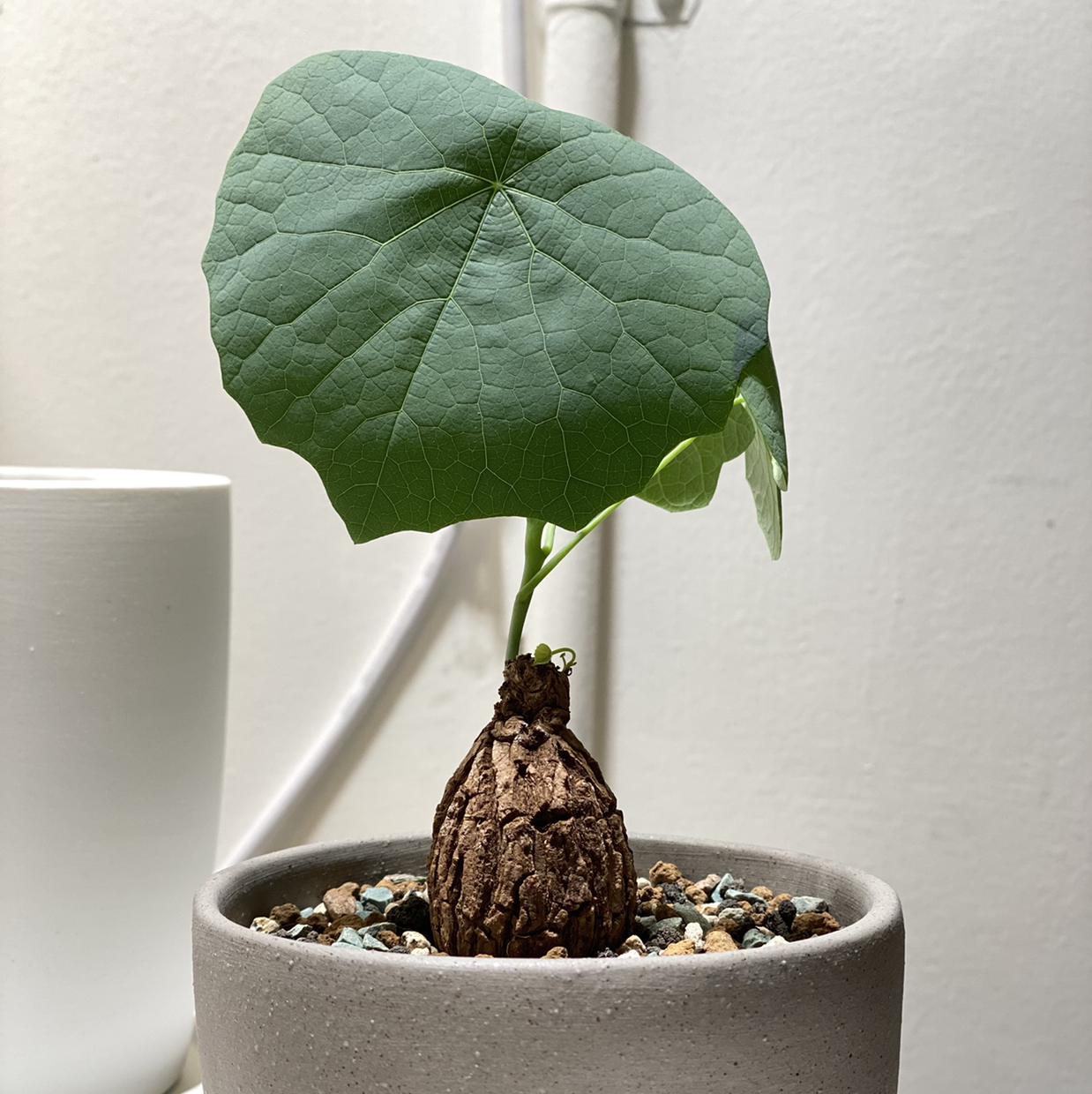 Plant care for Stephania on Greg, the plant care app