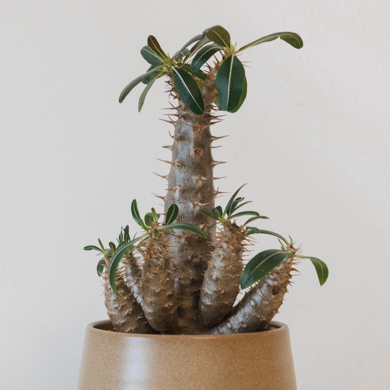 Pachypodium densiflorum plant photo by @cjred named Pachypaxy on Greg, the plant care app.
