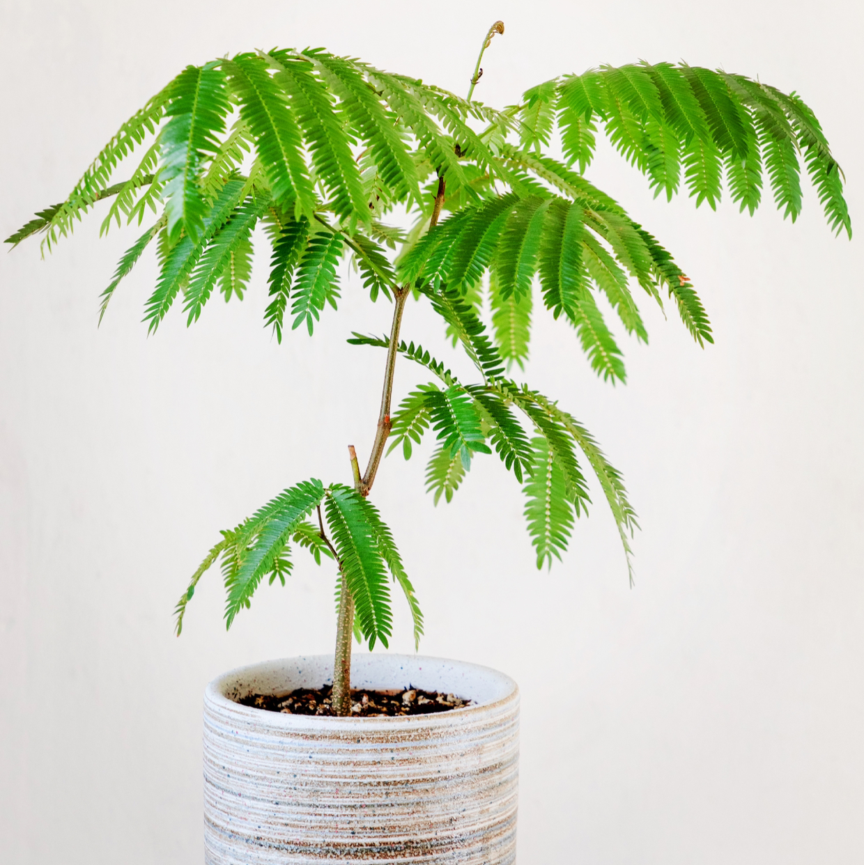 Potted Everfresh Tree with vibrant green, fern-like leaves.