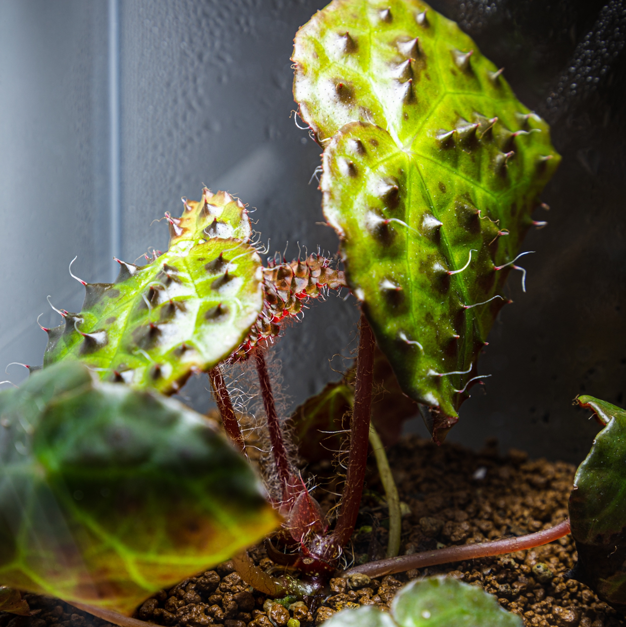 Begonia Melanobullata plant photo by @cjred named Alien on Greg, the plant care app.