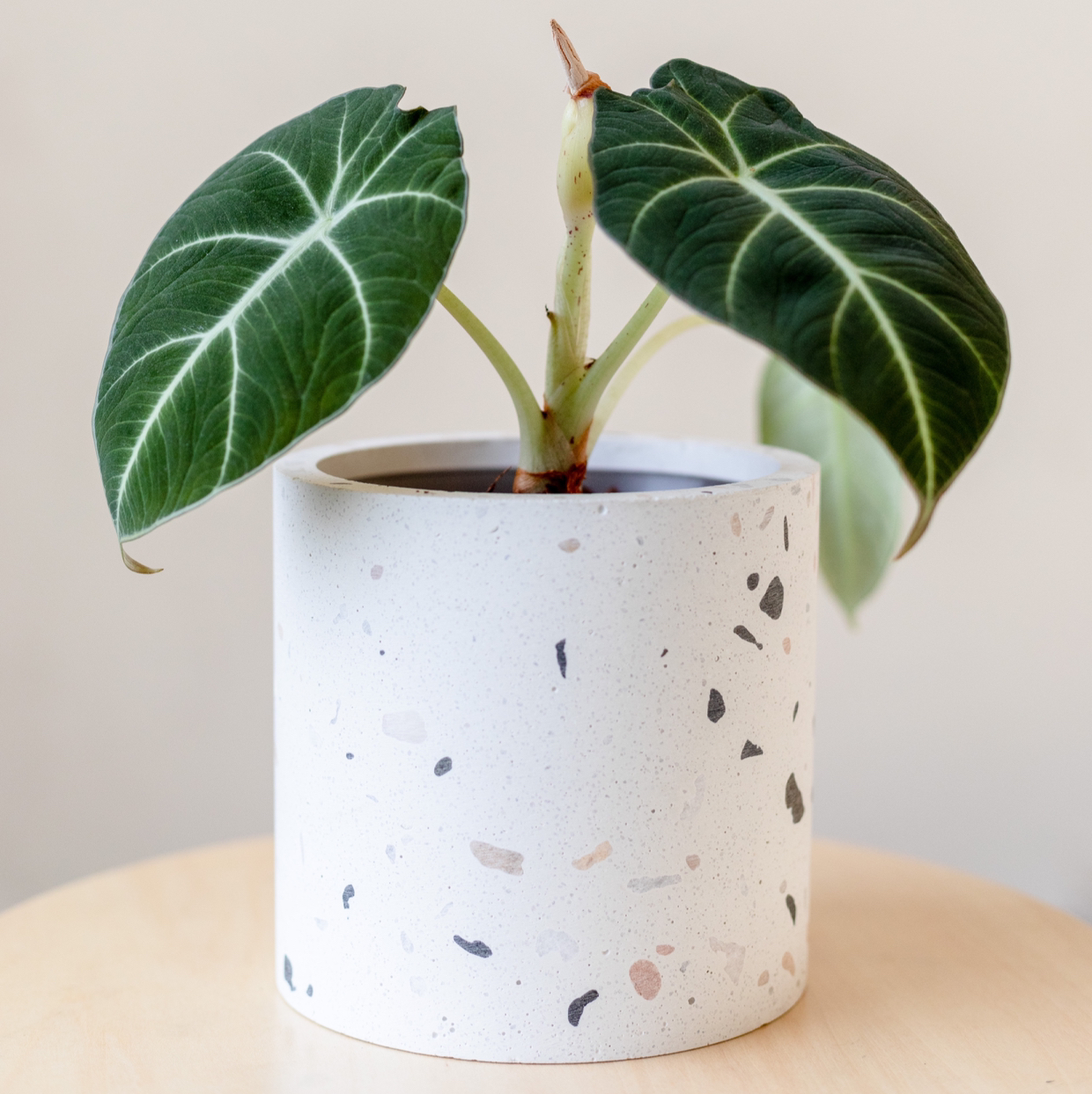 Photo of the plant species Black Velvet Alocasia by @cjred named Blacky on Greg, the plant care app