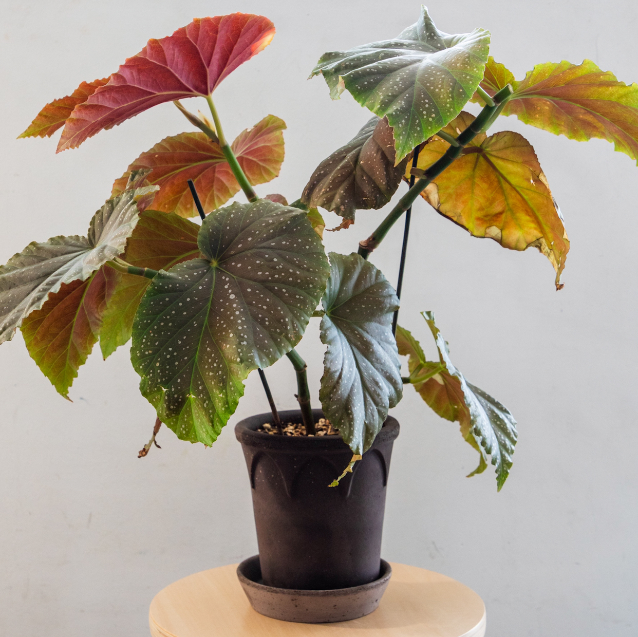 Photo of the plant species Polka Dot Begonia by @cjred named Lucy on Greg, the plant care app