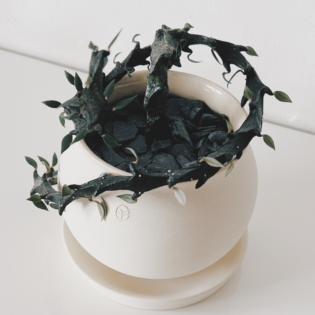 Photo of the plant species Ceropegia bosseri by @cjred named Lizard on Greg, the plant care app