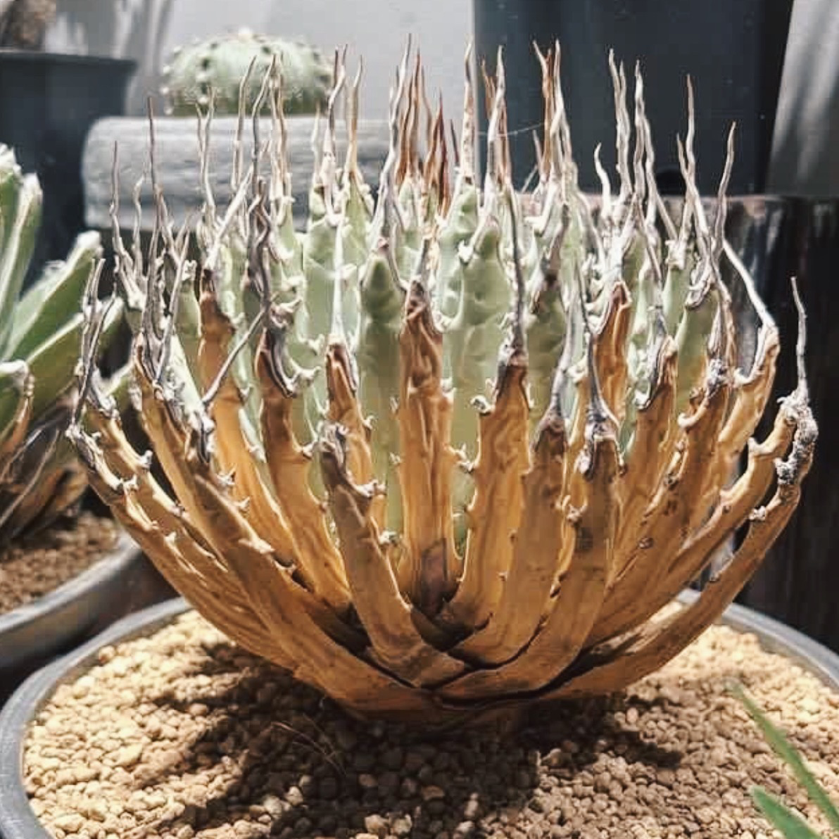 Photo of the plant species Ivory-Spined Agave by @cjred named Bizkit on Greg, the plant care app