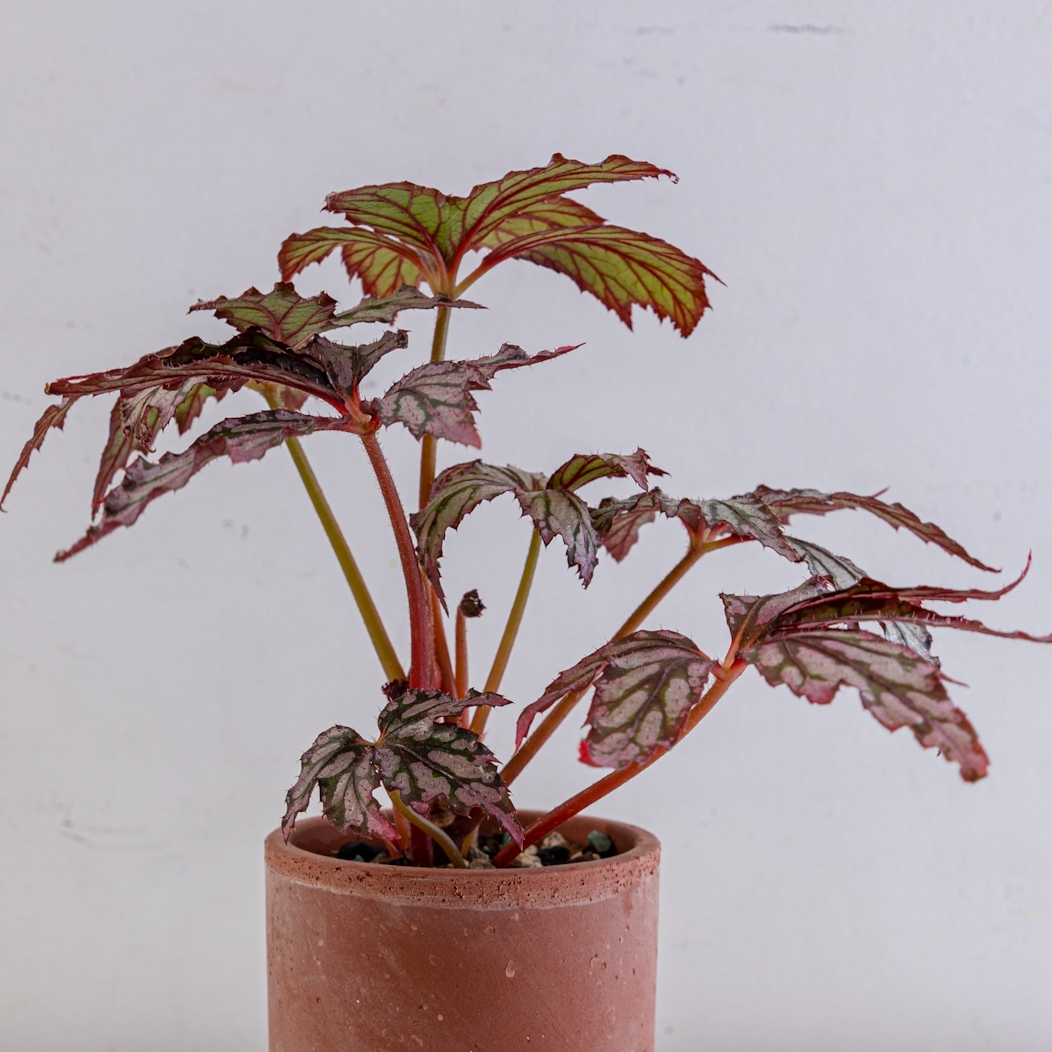 Begonia Benitochiba Plant Care Water Sunlight And Nutrients