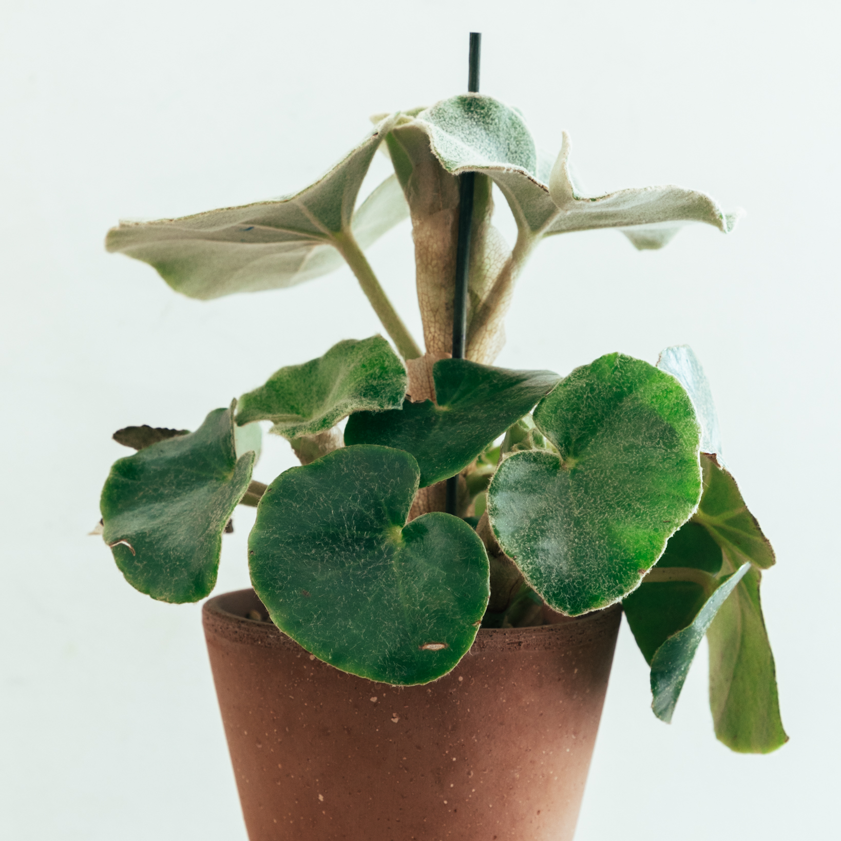 Photo of the plant species Begonia venosa by @cjred named Begonia Venosa on Greg, the plant care app