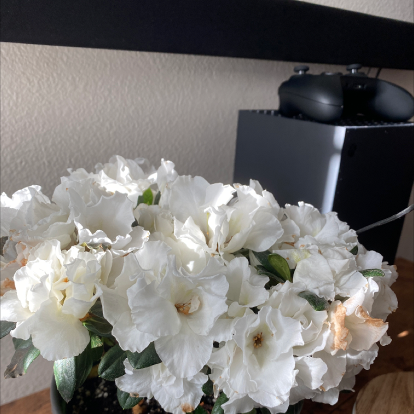 Rhododendron is Toxic to Cats 🐈